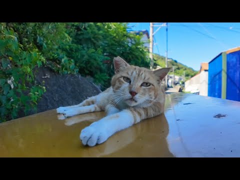 昼寝中の猫、ちゅーるの匂いで目覚める瞬間が可愛すぎた(YouTube)
