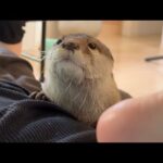 パパにべったりカワウソ・子供、ママにべったり子猫 A otter and child clinging to dad, and a kitten clinging to mom.(YouTube)