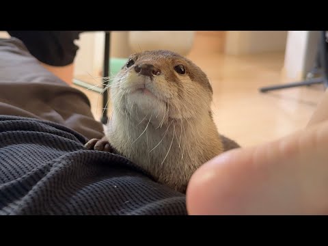 パパにべったりカワウソ・子供、ママにべったり子猫 A otter and child clinging to dad, and a kitten clinging to mom.(YouTube)