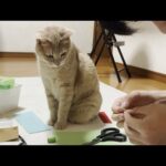 家庭科の宿題をする息子が怪我しないか見守る猫(YouTube)