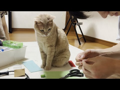 家庭科の宿題をする息子が怪我しないか見守る猫(YouTube)