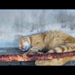 【瞬間覚醒】ベンチ下で爆睡してた猫、ちゅーるの匂いで飛び起きた！(YouTube)
