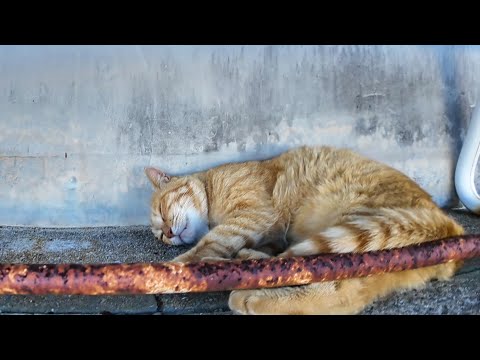 【瞬間覚醒】ベンチ下で爆睡してた猫、ちゅーるの匂いで飛び起きた！(YouTube)