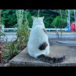 会うと必ず挨拶してくる漁港の猫がカワイイ(YouTube)