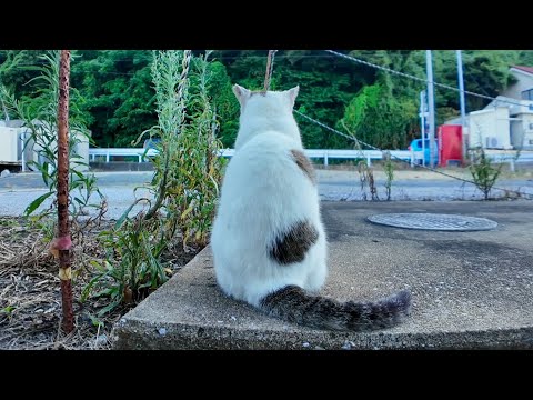 会うと必ず挨拶してくる漁港の猫がカワイイ(YouTube)