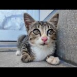 漁港の倉庫の日陰で休んでいた子猫がかわいすぎる(YouTube)