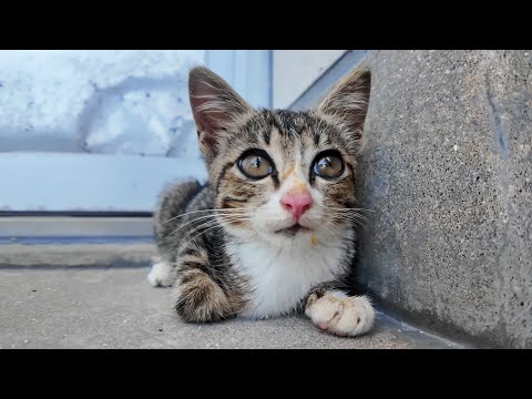 漁港の倉庫の日陰で休んでいた子猫がかわいすぎる(YouTube)