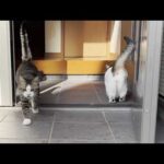 マナーを守らず怒られて言い訳する猫(YouTube)