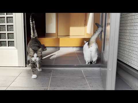マナーを守らず怒られて言い訳する猫(YouTube)