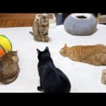 猫の集会を邪魔しちゃった黒猫くんのその後が可愛すぎます(YouTube)