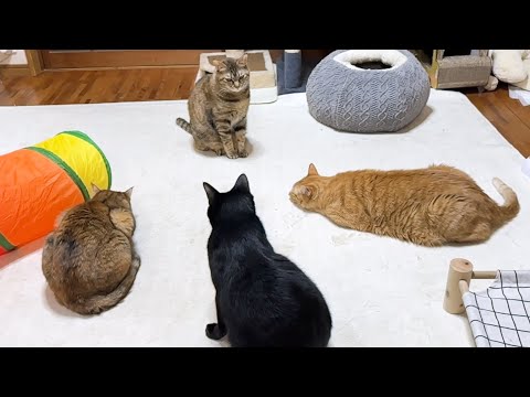 猫の集会を邪魔しちゃった黒猫くんのその後が可愛すぎます(YouTube)