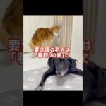 ⚠️音量⚠️ある夜の老犬達 #老犬介護 #老犬(YouTube)