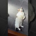 踏まんといてや(YouTube)