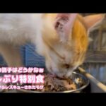 久しぶりに特別食  お腹の調子はどうかなぁ  泥の中からレスキューされたモグ    2025 08 22 2(YouTube)