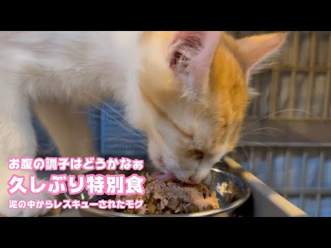 久しぶりに特別食  お腹の調子はどうかなぁ  泥の中からレスキューされたモグ    2025 08 22 2(YouTube)