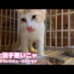 また調子悪くなっちゃいましたwww どしたかな  泥の中からレスキューされたモグ    2025 08 05 2(YouTube)