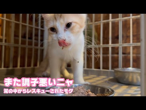 また調子悪くなっちゃいましたwww どしたかな  泥の中からレスキューされたモグ    2025 08 05 2(YouTube)