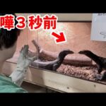 オオトカゲ繁殖、最悪の瞬間がこちら(YouTube)