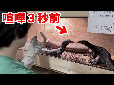 オオトカゲ繁殖、最悪の瞬間がこちら(YouTube)