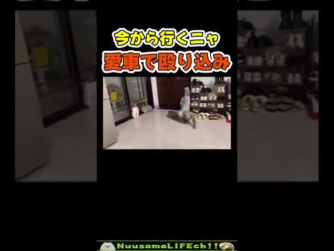 愛車で殴り込みに行く猫🤣【ネコ】#猫 #cat(YouTube)