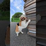 ガリガリと爪を研ぐ三毛猫ちゃん #猫 #cat #ねこ(YouTube)