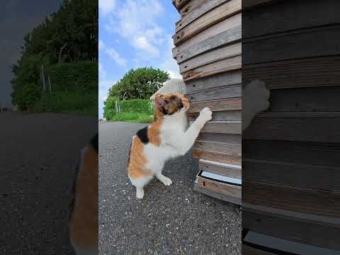 ガリガリと爪を研ぐ三毛猫ちゃん #猫 #cat #ねこ(YouTube)