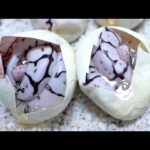 白黒の蛇が孵化しました(YouTube)