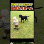 子供がボールを投げた結果…😂【犬】 #犬(YouTube)