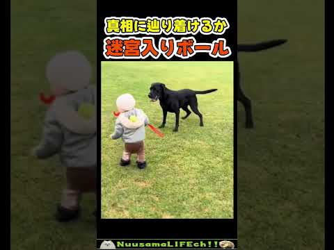 子供がボールを投げた結果…😂【犬】 #犬(YouTube)