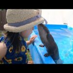 カワウソと子供のプール遊びと鬼ごっこ！ Otter playing in the pool and playing tag with child!(YouTube)
