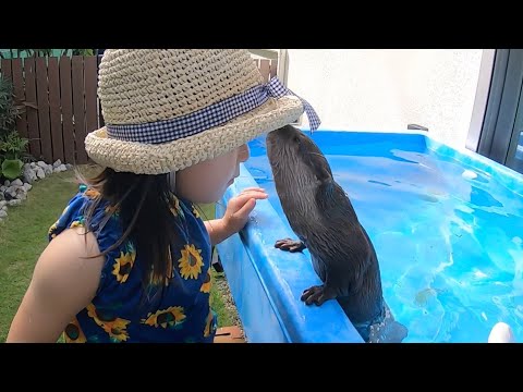 カワウソと子供のプール遊びと鬼ごっこ！ Otter playing in the pool and playing tag with child!(YouTube)