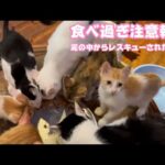 食べ過ぎ注意報発令！  泥の中からレスキューされたモグ   2025 08 04 1(YouTube)