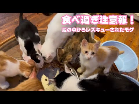 食べ過ぎ注意報発令！  泥の中からレスキューされたモグ   2025 08 04 1(YouTube)