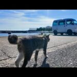 縄張りのパトロールに出た猫ちゃん、暑すぎて最初の日陰でダウンする(YouTube)