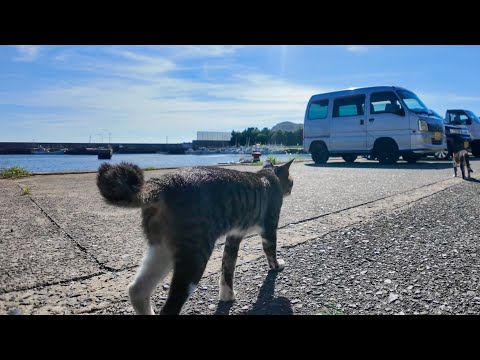縄張りのパトロールに出た猫ちゃん、暑すぎて最初の日陰でダウンする(YouTube)
