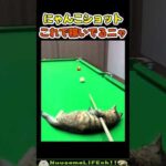 ちょうどワキが痒かったニャ【ネコ】#猫 #cat(YouTube)