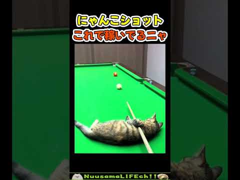 ちょうどワキが痒かったニャ【ネコ】#猫 #cat(YouTube)