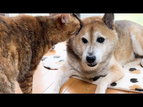 子ども猫が甘えたくて鳴いていると柴犬が駆けつけてくれて喜びを隠せなくなる姿が可愛すぎました(YouTube)