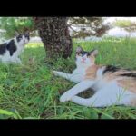 三毛猫とハチワレ猫の姉妹が楽しそうに公園で遊び回る！(YouTube)