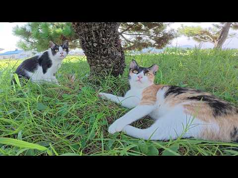 三毛猫とハチワレ猫の姉妹が楽しそうに公園で遊び回る！(YouTube)