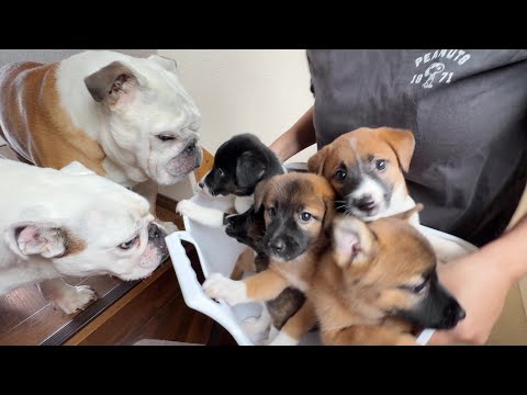 【拡散希望】山中で保護した子犬5匹、、、ずっとの家族を探してます！！(YouTube)