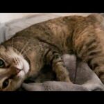 早朝に飼い主を起こそうとスリスリする猫が可愛すぎました(YouTube)