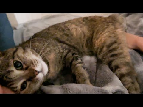 早朝に飼い主を起こそうとスリスリする猫が可愛すぎました(YouTube)