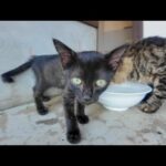 フェリー待合室の日陰で大人猫に混じって休む子猫の黒猫がかわいすぎる件🐾(YouTube)