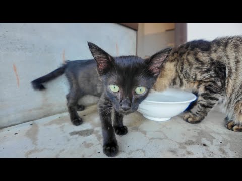 フェリー待合室の日陰で大人猫に混じって休む子猫の黒猫がかわいすぎる件🐾(YouTube)