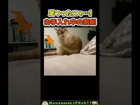 足をつった猫の表情かわいすぎ😂【ネコ】#猫 #cat(YouTube)