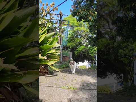 猫島の丘の上のカフェに向かう小道で出会ったタヌキみたいな猫(YouTube)