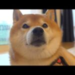大きな雷が怖くて怯える柴犬‥その姿に涙が溢れるとは思いませんでした。。(YouTube)