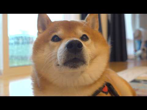 大きな雷が怖くて怯える柴犬‥その姿に涙が溢れるとは思いませんでした。。(YouTube)