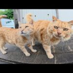 ライオンみたいな茶トラ猫をモフっていたら他の猫達も割り込んできた(YouTube)